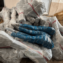 Hachiya Trabzon Hurması Fidanı Köklü-3 Yaş