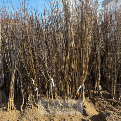 Hachiya Trabzon Hurması Fidanı Köklü-3 Yaş