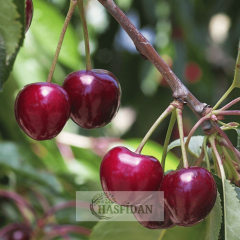 Early Burlat Kiraz Fidanı Köklü-3 Yaş