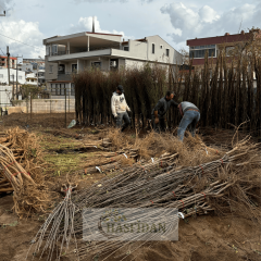 Early Burlat Kiraz Fidanı Köklü-3 Yaş