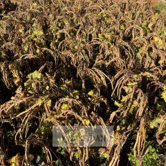 Sultaniye Çekirdeksiz Üzüm - 4 Yaş Dolama Verime Hazır