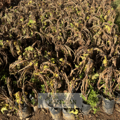 Sultaniye Çekirdeksiz Üzüm - 4 Yaş Dolama Verime Hazır