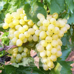 Sultaniye Çekirdeksiz Üzüm - 4 Yaş Dolama Verime Hazır