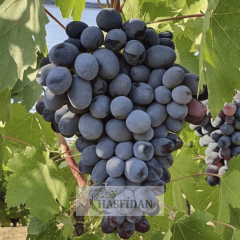 Siyah Antep Karası Üzüm Fidanı - 4 Yaş Dolama - Verime Hazır