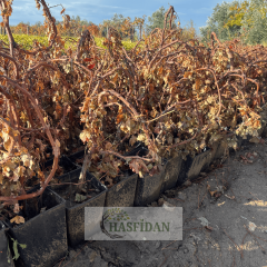 Siyah Antep Karası Üzüm Fidanı - 4 Yaş Dolama - Verime Hazır