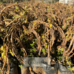 Kırmızı Red Globe Üzüm Fidanı - 4 Yaş Dolama - Verime Hazır