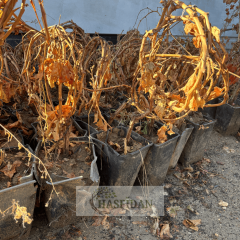 Kırmızı Red Globe Üzüm Fidanı - 4 Yaş Dolama - Verime Hazır