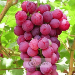 Kırmızı Red Globe Üzüm Fidanı - 4 Yaş Dolama - Verime Hazır