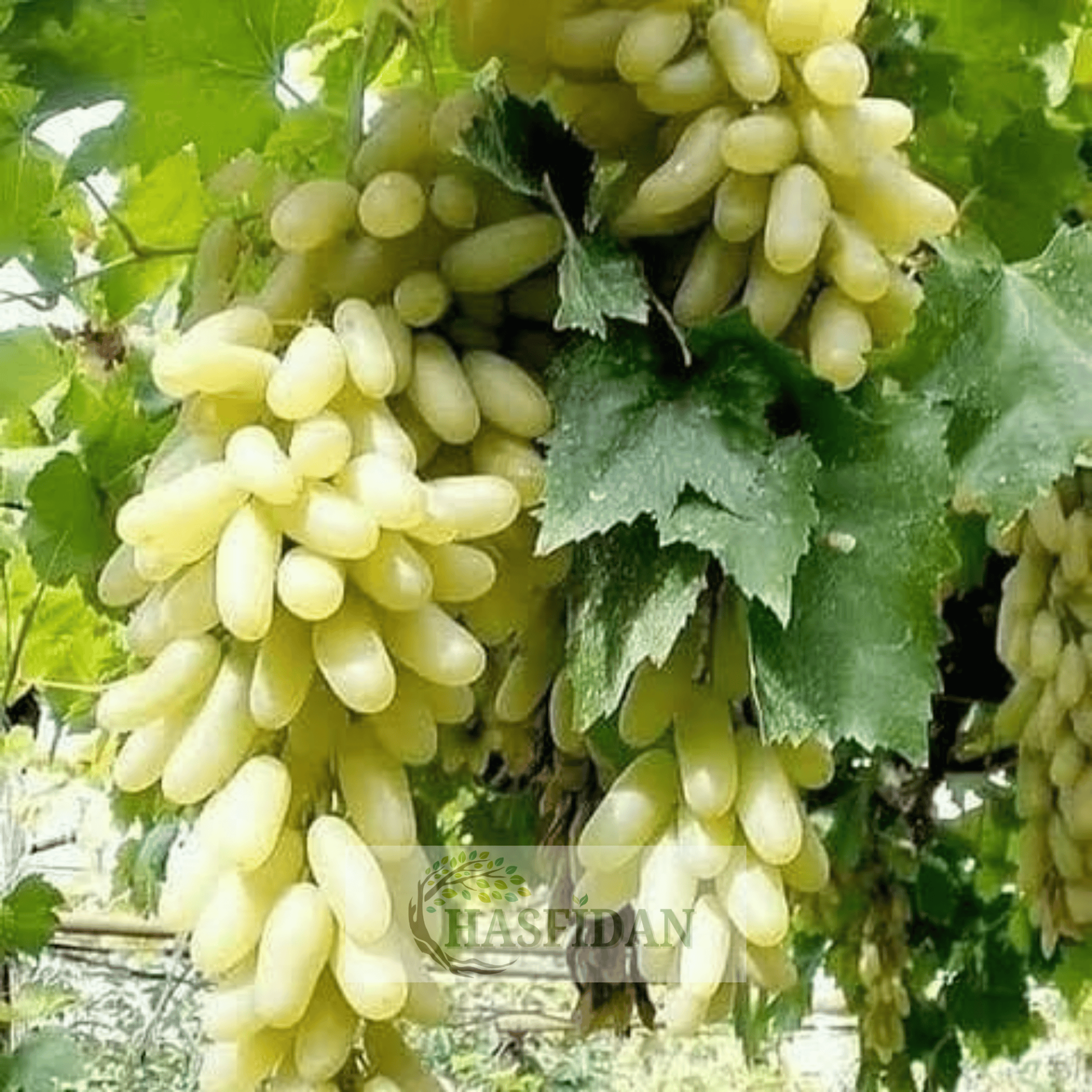 Hatun Parmağı Üzüm Fidanı - 4 Yaş Dolama - Verime Hazır