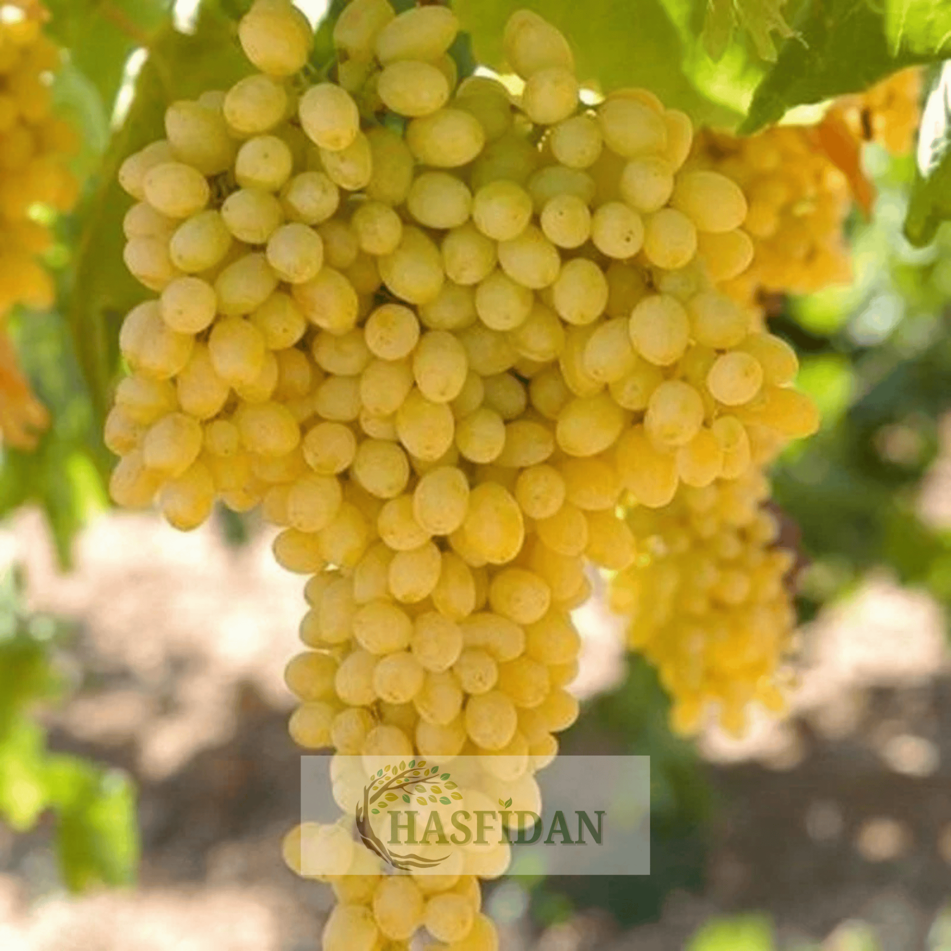 Thompson K-7 (Çekirdeksiz) Üzüm Fidanı - 4 Yaş Dolama - Verime Hazır