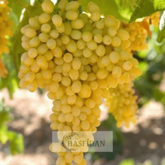 Thompson K-7 (Çekirdeksiz) Üzüm Fidanı - 4 Yaş Dolama - Verime Hazır