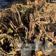 Thompson K-7 (Çekirdeksiz) Üzüm Fidanı