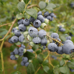 YABAN MERSİNİ AĞACI - Verime Hazır - 7 yaş / Saksılı