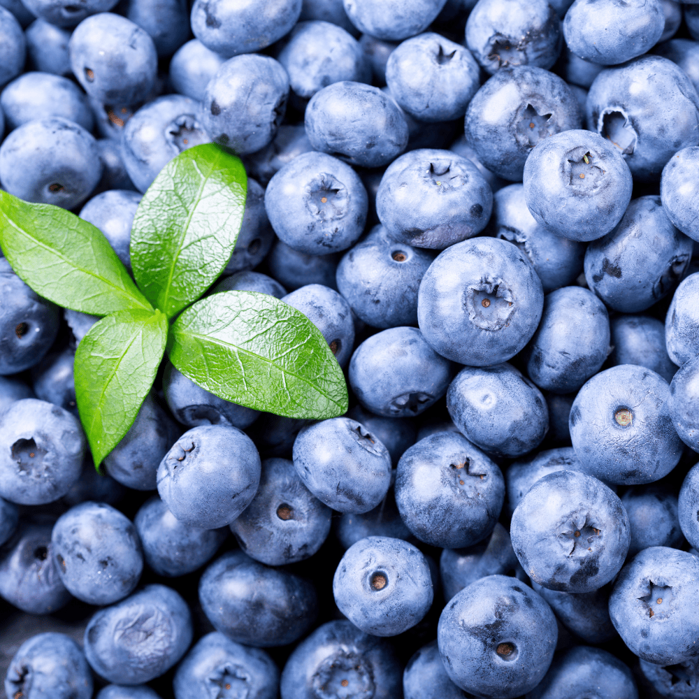 YABAN MERSİNİ AĞACI - Verime Hazır - 7 yaş / Saksılı