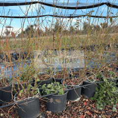 YABAN MERSİNİ AĞACI - Verime Hazır - 7 yaş / Saksılı