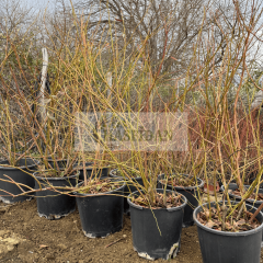 YABAN MERSİNİ AĞACI - Verime Hazır - 7 yaş / Saksılı