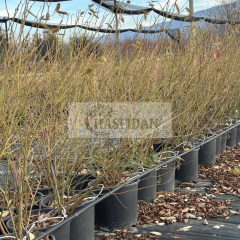 YABAN MERSİNİ AĞACI - Verime Hazır - 7 yaş / Saksılı