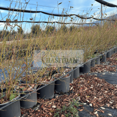 YABAN MERSİNİ AĞACI - Verime Hazır - 7 yaş / Saksılı