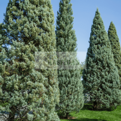 Aşılı Mavi Servi Çam Ağacı - 4 Yaş/2-2.5 Mt