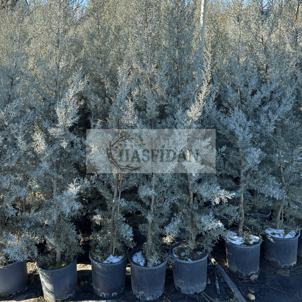 Aşılı Mavi Servi Çam Ağacı - 4 Yaş/2-2.5 Mt