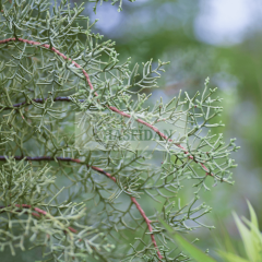 Aşılı Mavi Servi Çam Ağacı - 4 Yaş/2-2.5 Mt