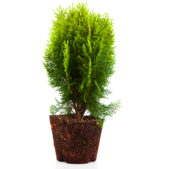 Smargat Mazı Çam Ağacı - 4 Yaş/1 Mt Saksılı