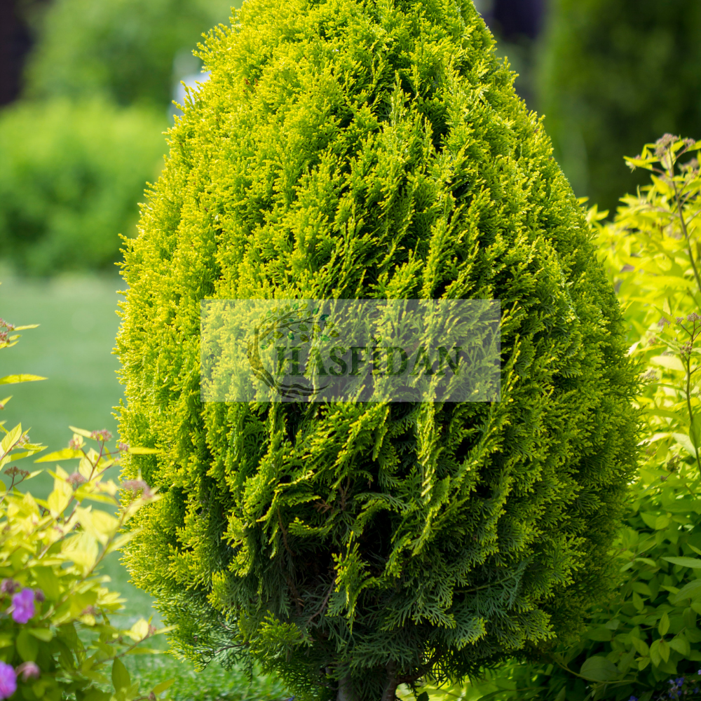 Smargat Mazı Çam Ağacı - 4 Yaş/1 Mt Saksılı