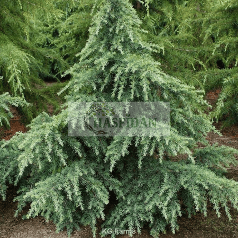 Atlas Sediri (Cedrus atlantica) Fidanı - 4 Yaş / 1.5 Mt
