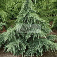 Atlas Sediri (Cedrus atlantica) Fidanı - 4 Yaş / 1.5 Mt
