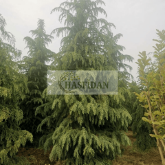 Atlas Sediri (Cedrus atlantica) Fidanı - 4 Yaş / 1.5 Mt