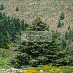 Atlas Sediri (Cedrus atlantica) Fidanı - 4 Yaş / 1.5 Mt