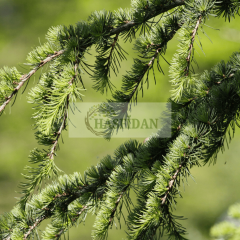 Atlas Sediri (Cedrus atlantica) Fidanı - 4 Yaş / 1.5 Mt