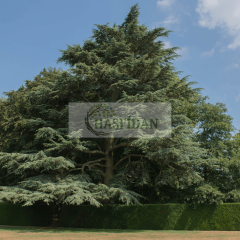 Atlas Sediri (Cedrus atlantica) Fidanı - 4 Yaş / 1.5 Mt