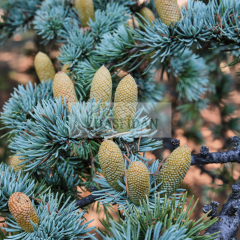 Mavi Himalaya Sediri (Cedrus deodara) Fidanı - 4 Yaş/1.5 Mt