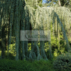 Mavi Himalaya Sediri (Cedrus deodara) Fidanı - 4 Yaş/1.5 Mt