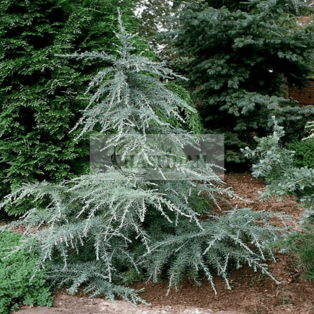 Mavi Himalaya Sediri (Cedrus deodara) Fidanı - 4 Yaş/1.5 Mt