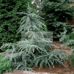Mavi Himalaya Sediri (Cedrus deodara) Fidanı - 4 Yaş/1.5 Mt