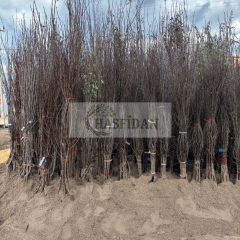 Sarı Alıç Fidanı Köklü - 3 Yaş