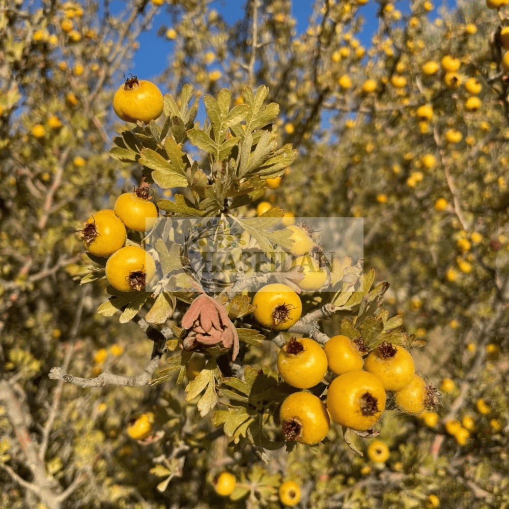Sarı Alıç Fidanı Köklü - 3 Yaş