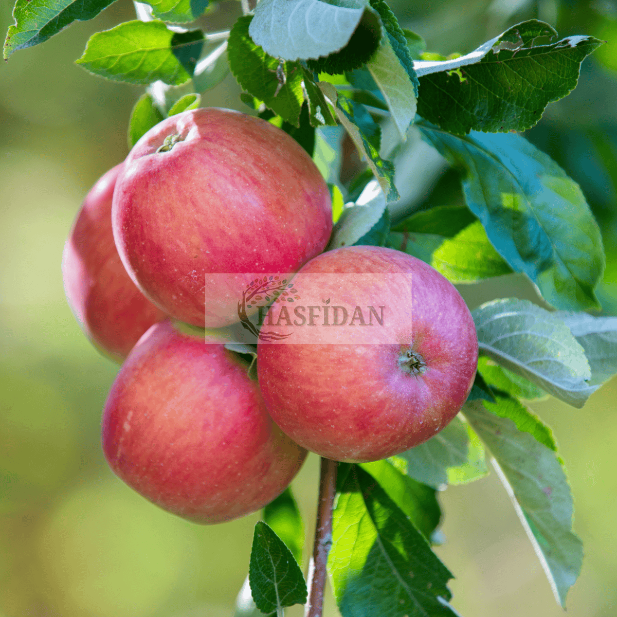 Verime Hazır 4 Yaș/200 cm Amasya Elma Fidanı Saksılı