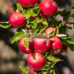 Verime Hazır 4 Yaș/200 cm Amasya Elma Fidanı Saksılı