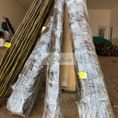 Ceviz Aşı Kalemi 100-120 Cm (5 Aşı Kalemi)