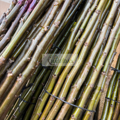 Ceviz Aşı Kalemi 100-120 Cm (5 Aşı Kalemi)