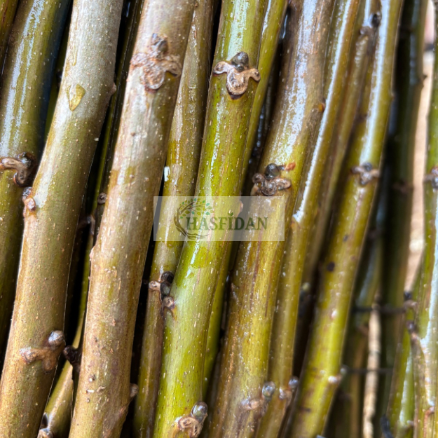 Ceviz Aşı Kalemi 100-120 Cm (5 Aşı Kalemi)