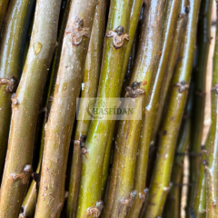 Ceviz Aşı Kalemi 100-120 Cm (5 Aşı Kalemi)