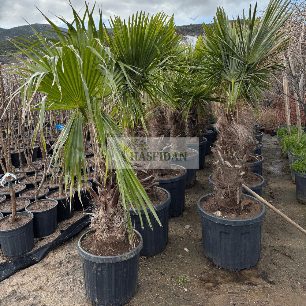 Palmiye Ağacı Washingtonia Robusta (Tüysüz) - 1.2-1.5 Mt
