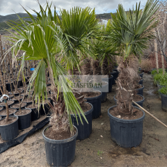 Palmiye Ağacı Washingtonia Robusta (Tüysüz) - 1.2-1.5 Mt