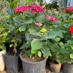 Ortanca Çiçeği 4 Yaş Saksılı (Pembe)