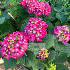 Ortanca Çiçeği 4 Yaş Saksılı (Pembe)