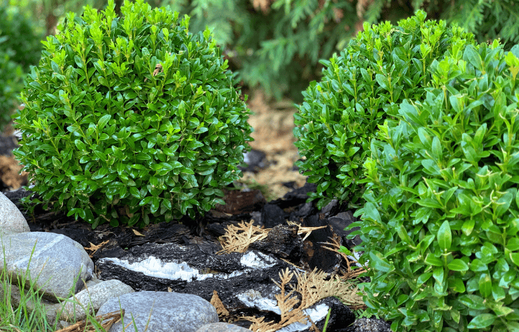 Süs Bitkileri HasFidan'da